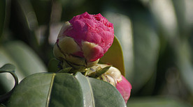 茶花