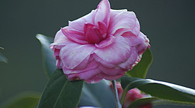 茶花