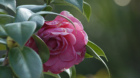 茶花
