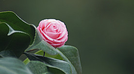茶花