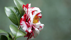 茶花