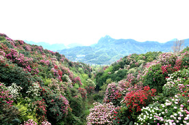 杜鹃花