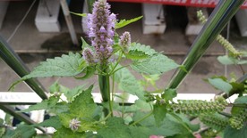 藿香花