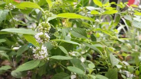 薄荷花 仁丹草