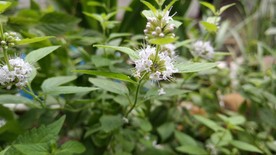 薄荷花