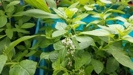薄荷花