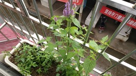 藿香花