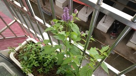 藿香花