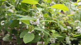 仁丹草 薄荷花