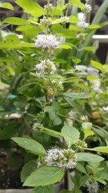 薄荷花 仁丹草