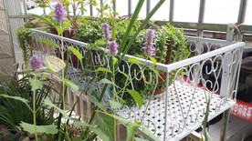 藿香花