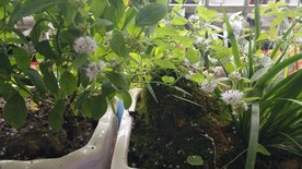 薄荷花