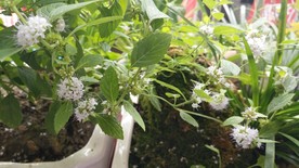 薄荷花