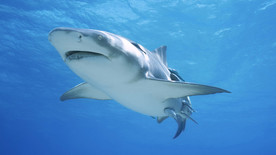 鲨鱼