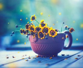 紫色小花盆景