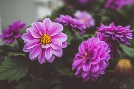 紫色鲜花