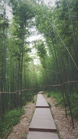竹林竹海