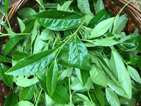 大红袍茶叶