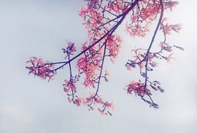 美丽异木棉