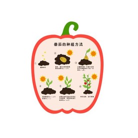 番茄的种植过程