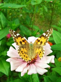 蝴蝶与花