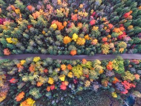 穿越森林的公路