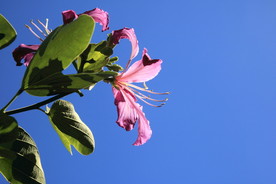山花