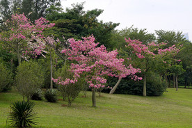满树鲜花