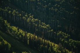 森林美景