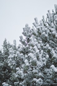 大雪压青松