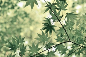 绿色枫叶