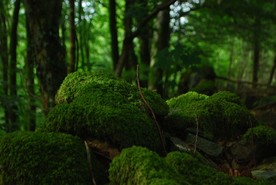 森林青苔石头