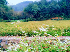 秋天田野