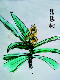 琵琶树的花开季