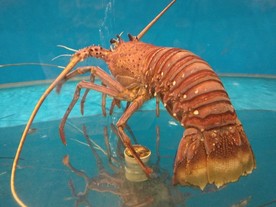 澳洲龙虾