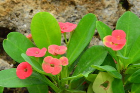 刺梅花