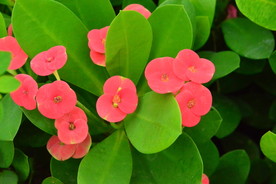 刺梅花