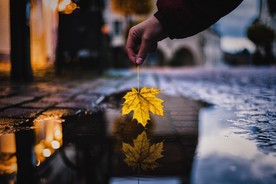 金黄的枫叶