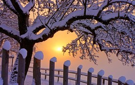 落满白雪的树木
