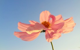 美丽的格桑花
