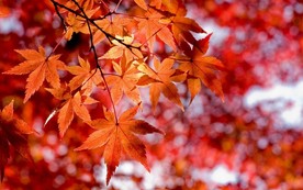 美丽的红色枫叶