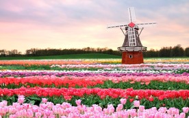 郁金香花海