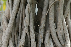 树根