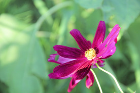 波斯菊
