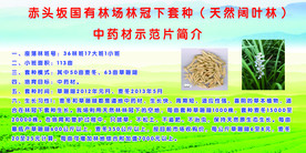 林下经济套种