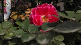 美丽的月季花
