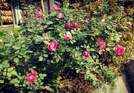 美丽的月季花