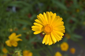 小菊花