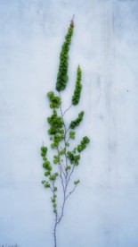 爬墙虎