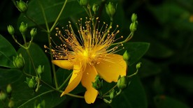 金丝桃花